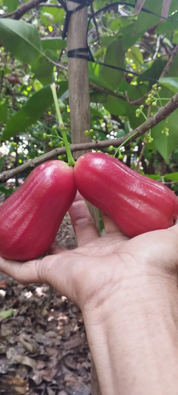 Hỉnh ảnh Mận An Phước sử dụng công thức to quả - KH Nguyễn Văn Hùng