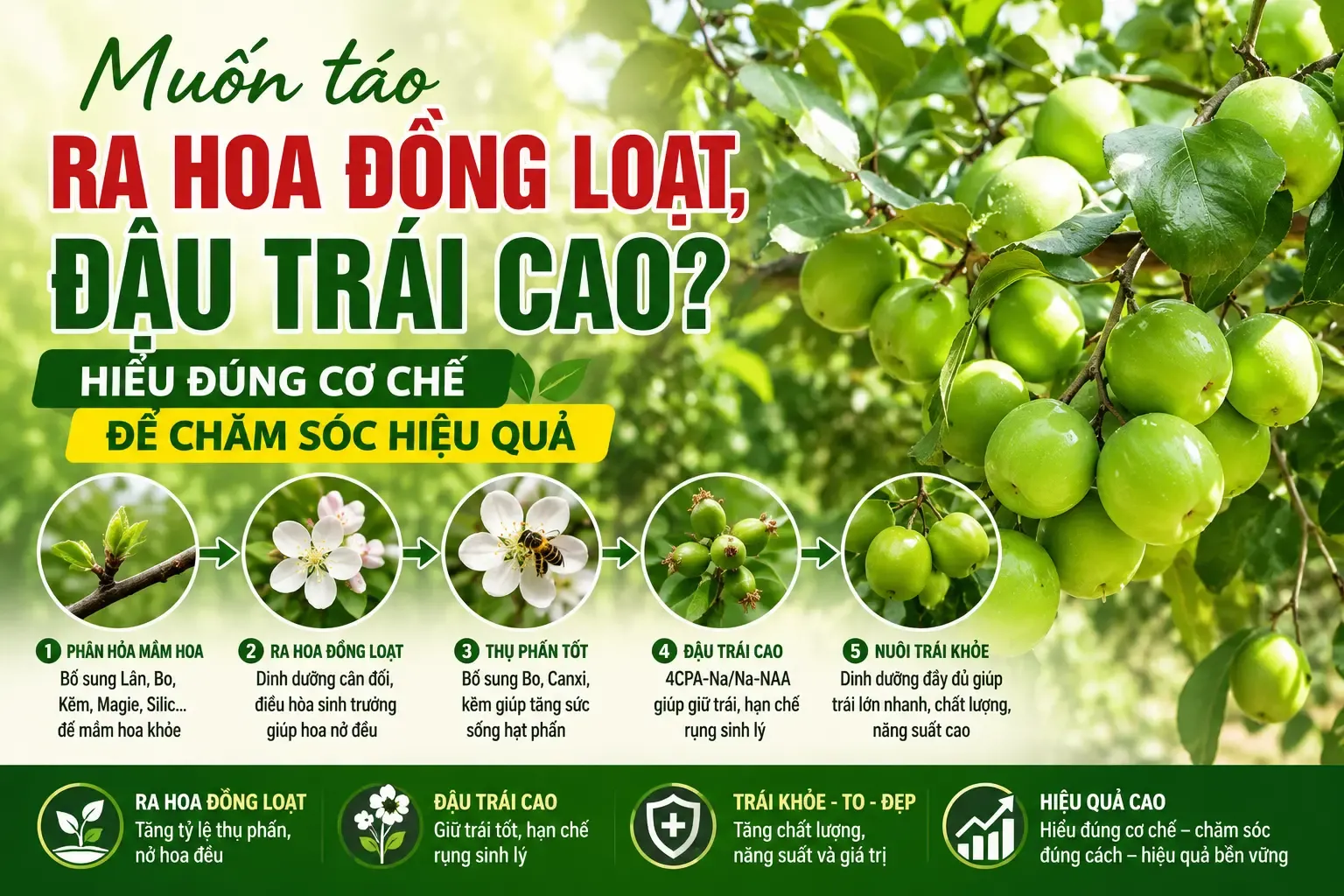 Muốn táo ra hoa đồng loạt đậu trái cao