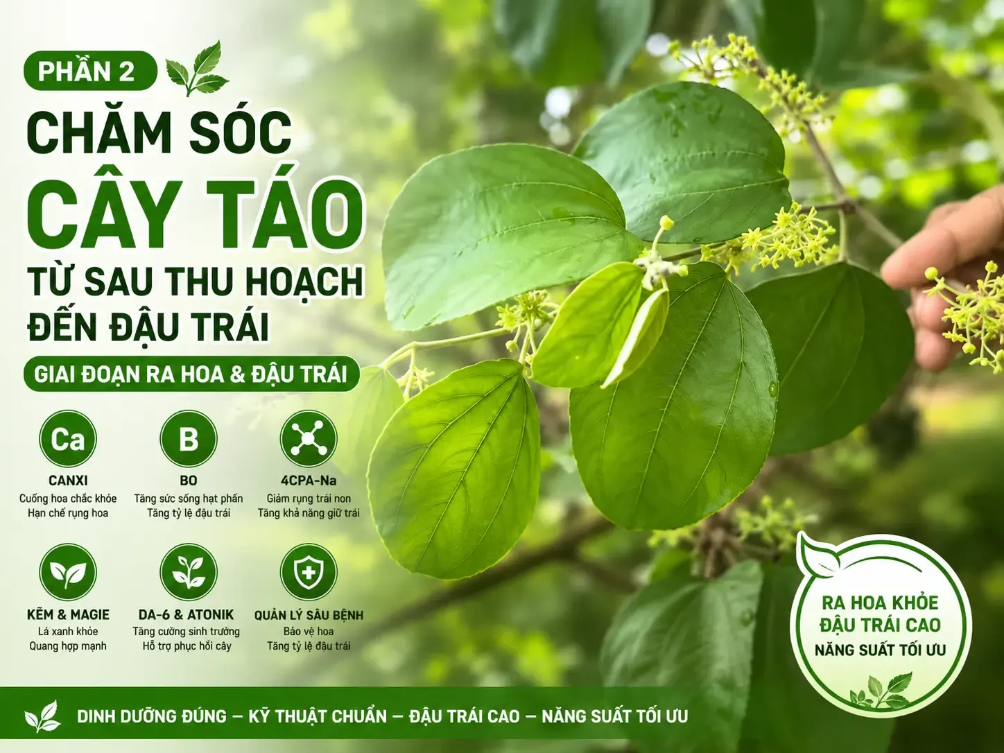 Chăm sóc cây táo từ sau thu hoạch đến đậu trái (Phần 2)