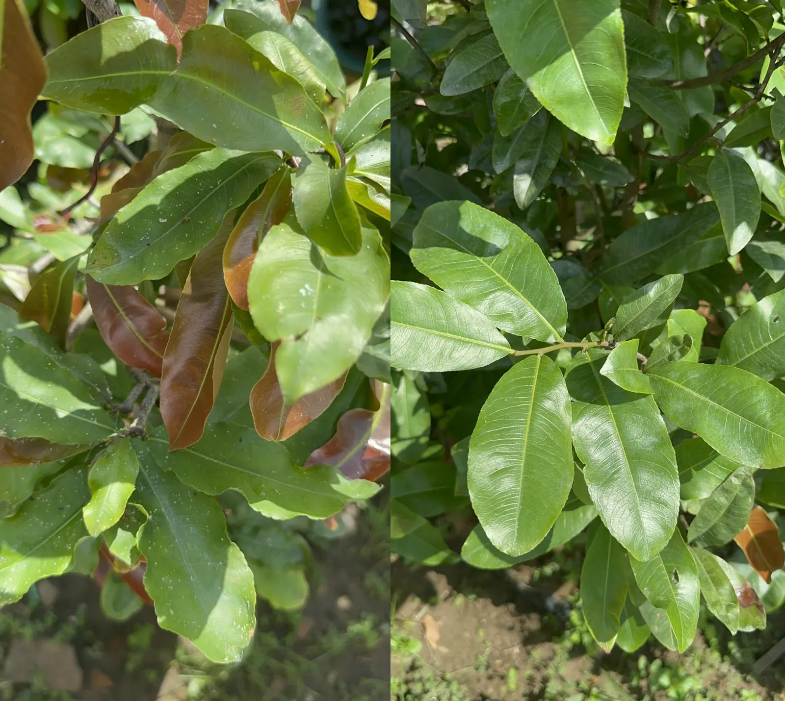 Mai vàng khách hàng thành phố Biên Hòa, Đồng Nai