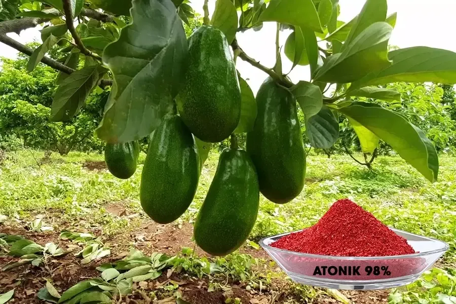 Lưu ý khi dùng Atonic