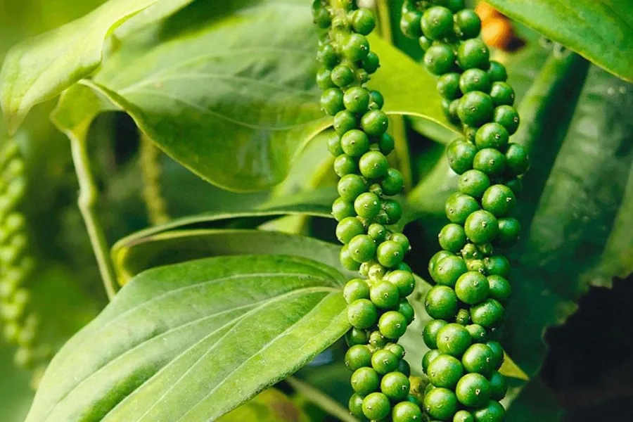 Humic cho cây trồng