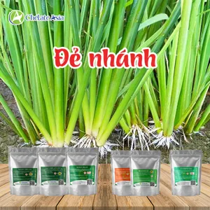COMBO ĐẺ NHÁNH (BRASS-DA6): Giải pháp đẻ nhánh tập trung, chồi khỏe, tăng năng suất cho lúa