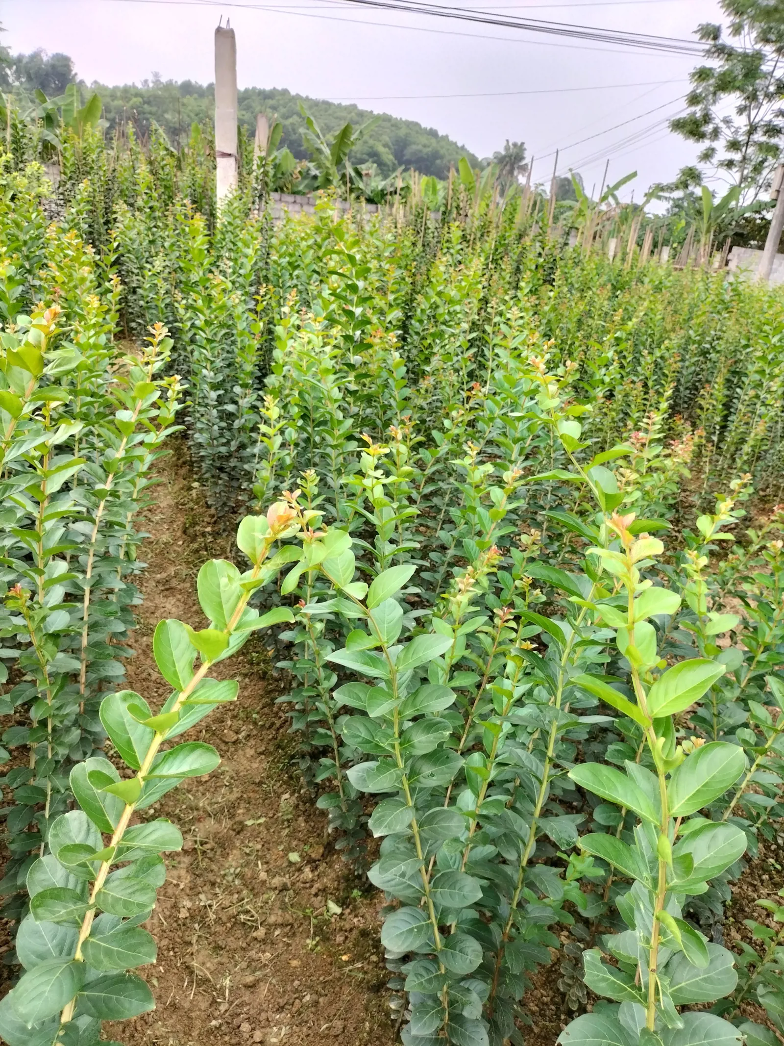 Cành hoa tường vi sử dụng kích rễ T- ROOT V02
