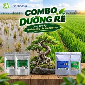 COMBO DƯỠNG RỄ – Bộ nguyên liệu hỗ trợ phục hồi rễ suy và duy trì bộ rễ khỏe