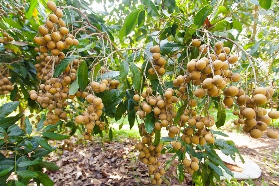 Brassinolide và Ga4-7 cho cây nhãn