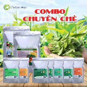 COMBO BẬT BÚP: Xanh lá, đậm hương cho cây chè (trà)