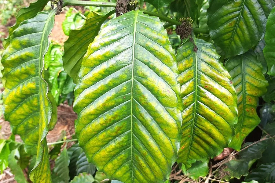 Cây thiếu magie