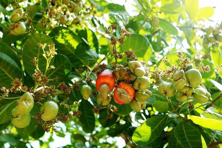 Co chế của DA6