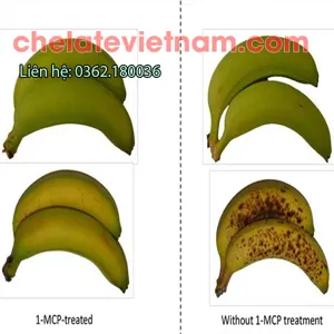 1-MCP – ức chế sự già hóa, kéo dài thời gian bảo quản nông sản