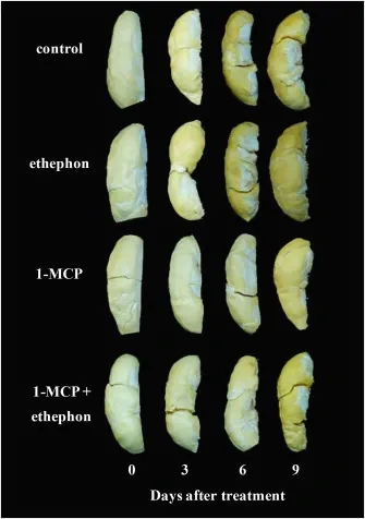 Ethephon giúp sầu riêng chín vàng tự nhiên nhờ Ethylene – Giải thích bằng khoa học