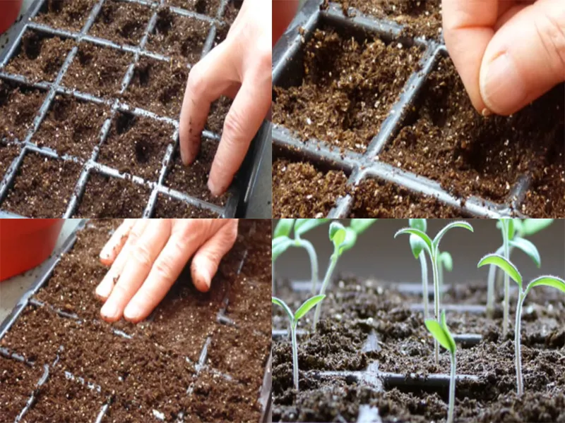 3 cách trồng cà chua trĩu quả bằng vật dụng dễ làm tại nhà