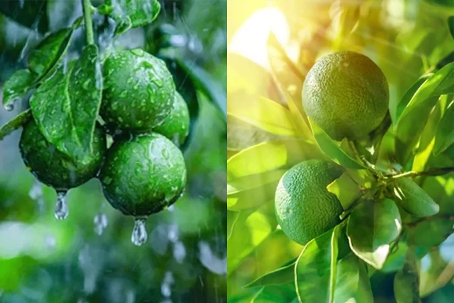 Mưa nắng thời điểm thiếu magie