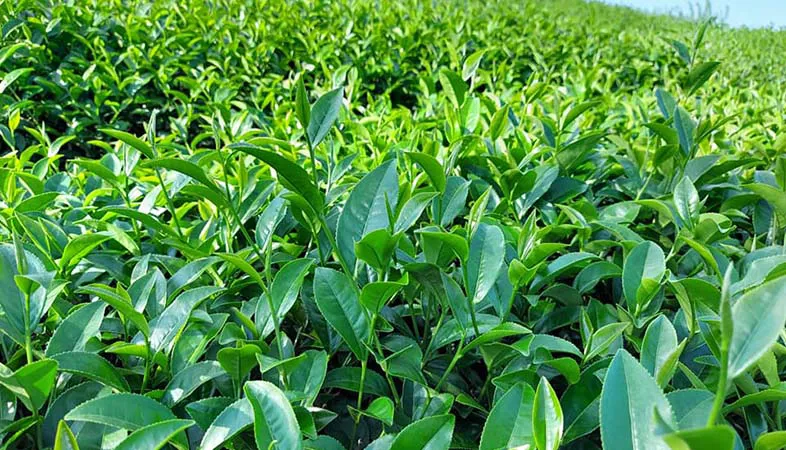 Chè tại Mộc Châu - Sơn La sử dụng các loại phân bón kích chồi của Chelate Việt Nam