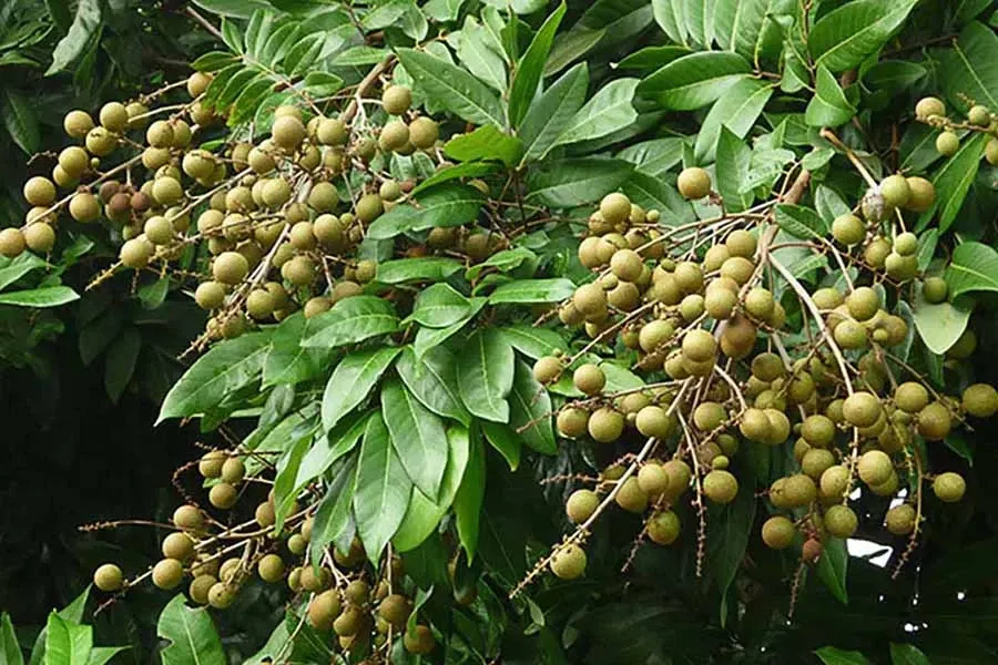 Brassinolide cho cây nhãn