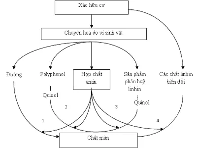 các con đường hình thành chất mùn từ các xác hữu cơ thông thường ở trong đất (Theo Stevenson, 1982).