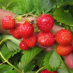 Auxin Alpha NAA Ấn độ 99% (Chất kích thích ra rễ)