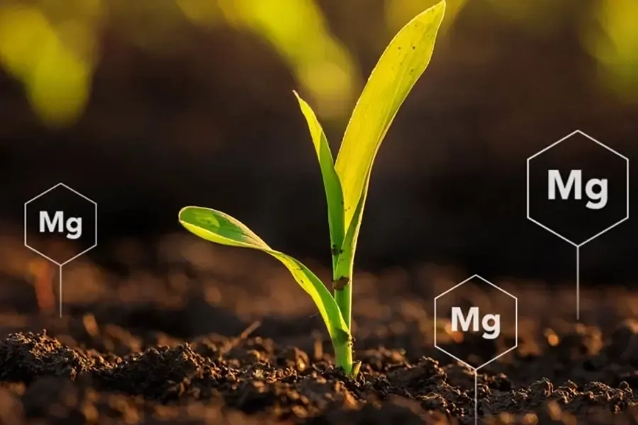 Magie đối với cây trồng