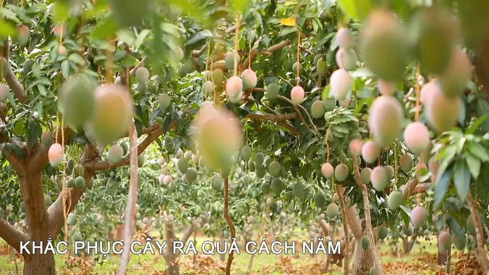 Ứng dụng Auxin trong khắc phục hiện tượng ra quả cách năm