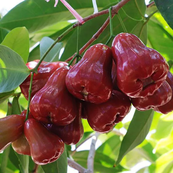 Để cây trồng tăng khả năng hấp thụ phân bón, phát triển nhanh không thể bỏ qua Atonic đậm đặc