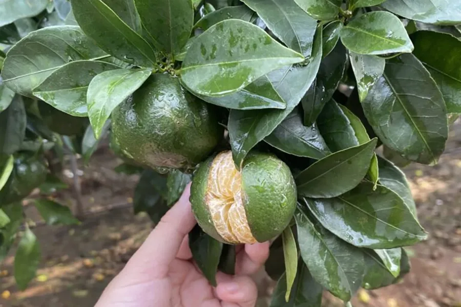 Nứt trái cây có múi