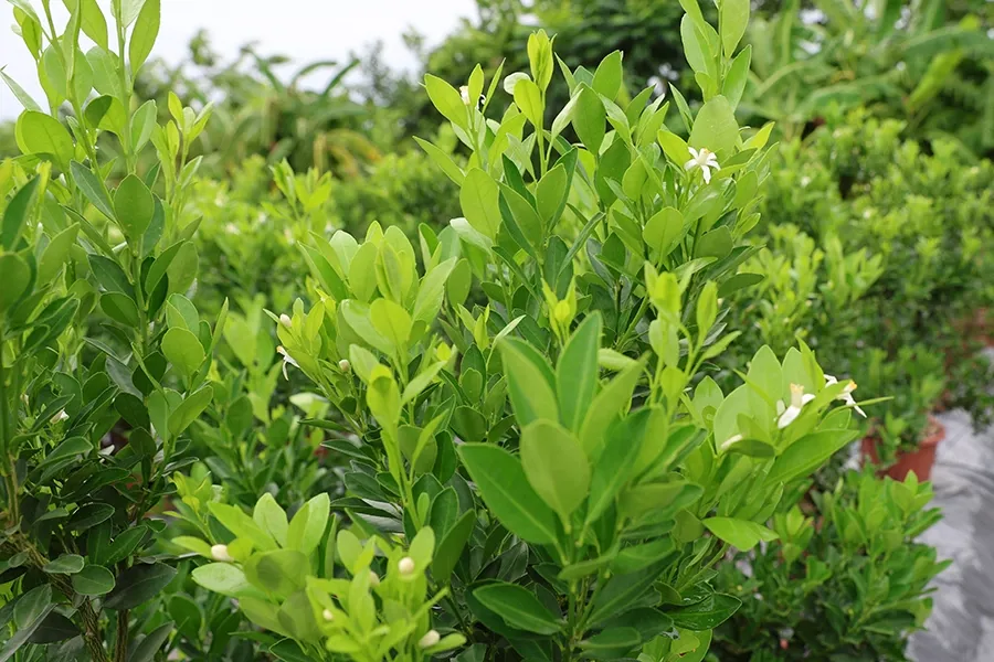 Làm sao để quất nhiều chồi