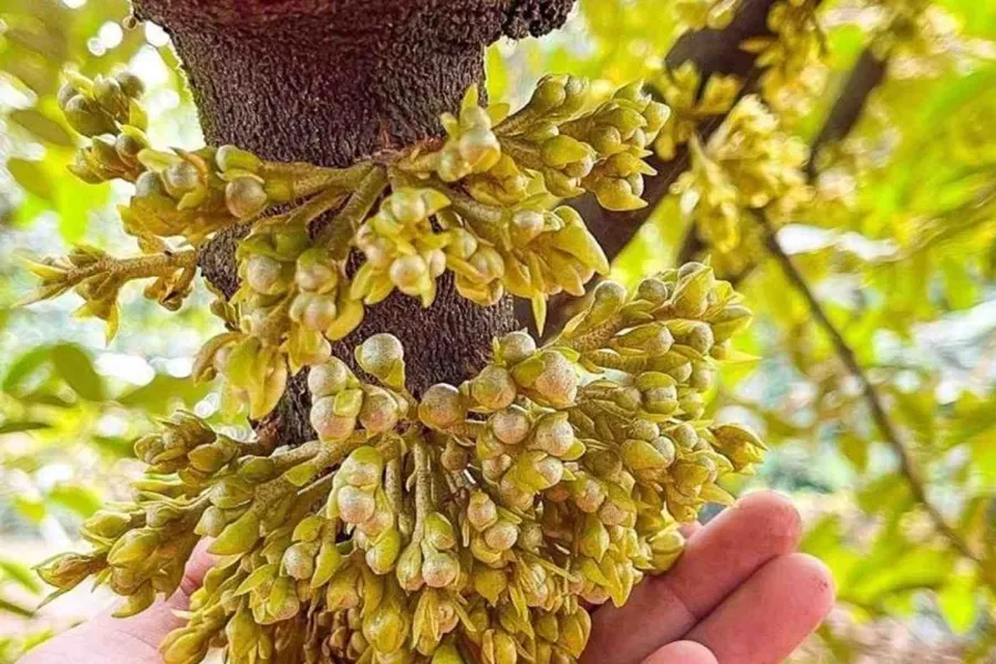 làm gì để mầm hoa phát triển đồng đều