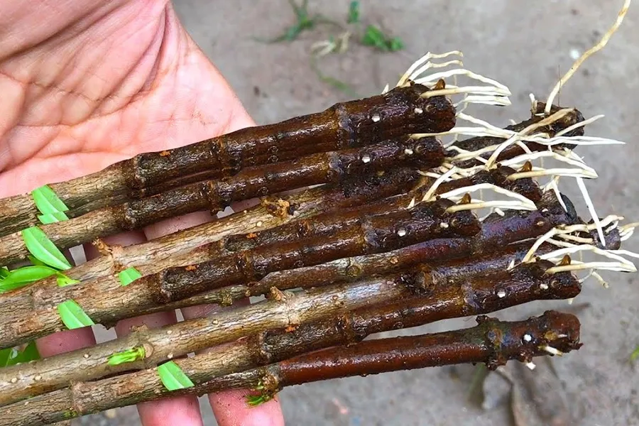 Dùng kích rễ nhưng cành giâm không ra rễ
