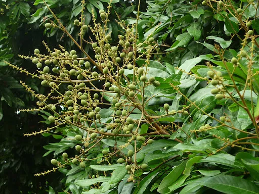 Phân bón lá Phân Bón Lá Hữu Cơ 1Kg Phân Bón Hữu Cơ Sử Dụng An Toàn - Lazada  | Lazada.vn