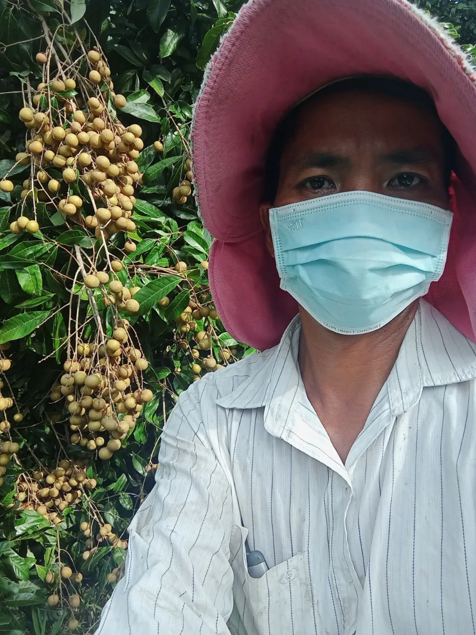 Hình ảnh cây nhãn có sử dụng công thức to quả giúp năng suất tăng cao - KH Trần Quốc Việt