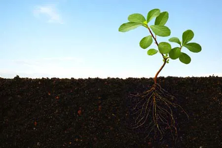 Bạn có biết Axit Humic và Axit Fulvic có sự khác biệt như thế nào không?