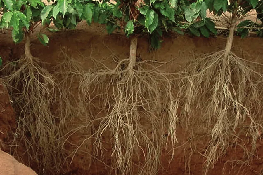 Rooting là gì