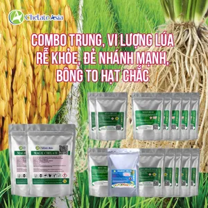 COMBO TRUNG, VI LƯỢNG LÚA - rễ khỏe, đẻ nhánh mạnh, bông to hạt chắc