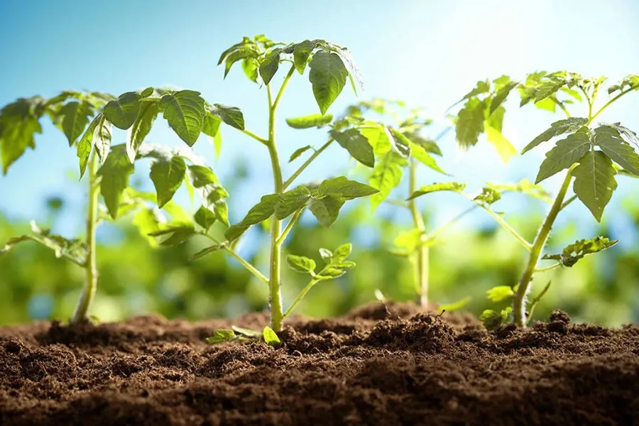 Muốn cây ra rễ mạnh chỉ dùng auxin đủ chưa