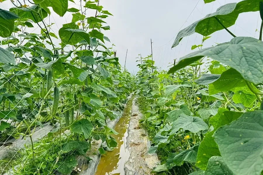 Uniconazole cho cây dưa chuột