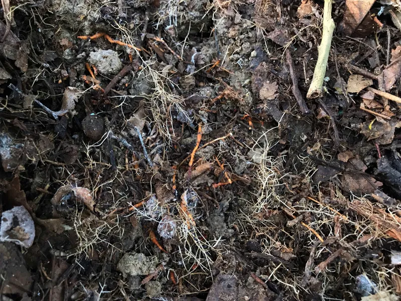 Hình ảnh sử dụng kích rễ T-root hồi phục cây sầu riêng của KH Nguyễn Tố