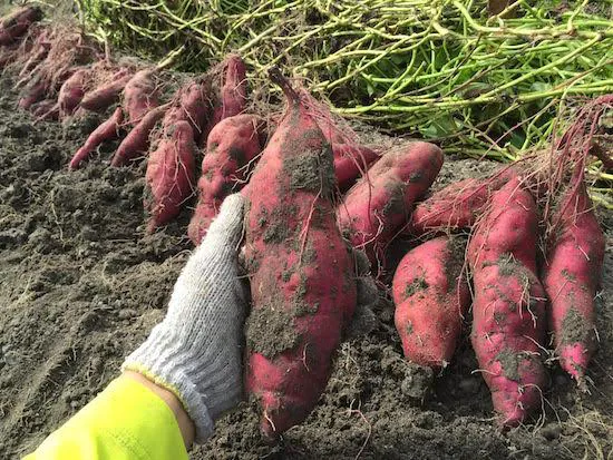 Một củ khoai lang Nhật giá hơn nửa triệu đồng