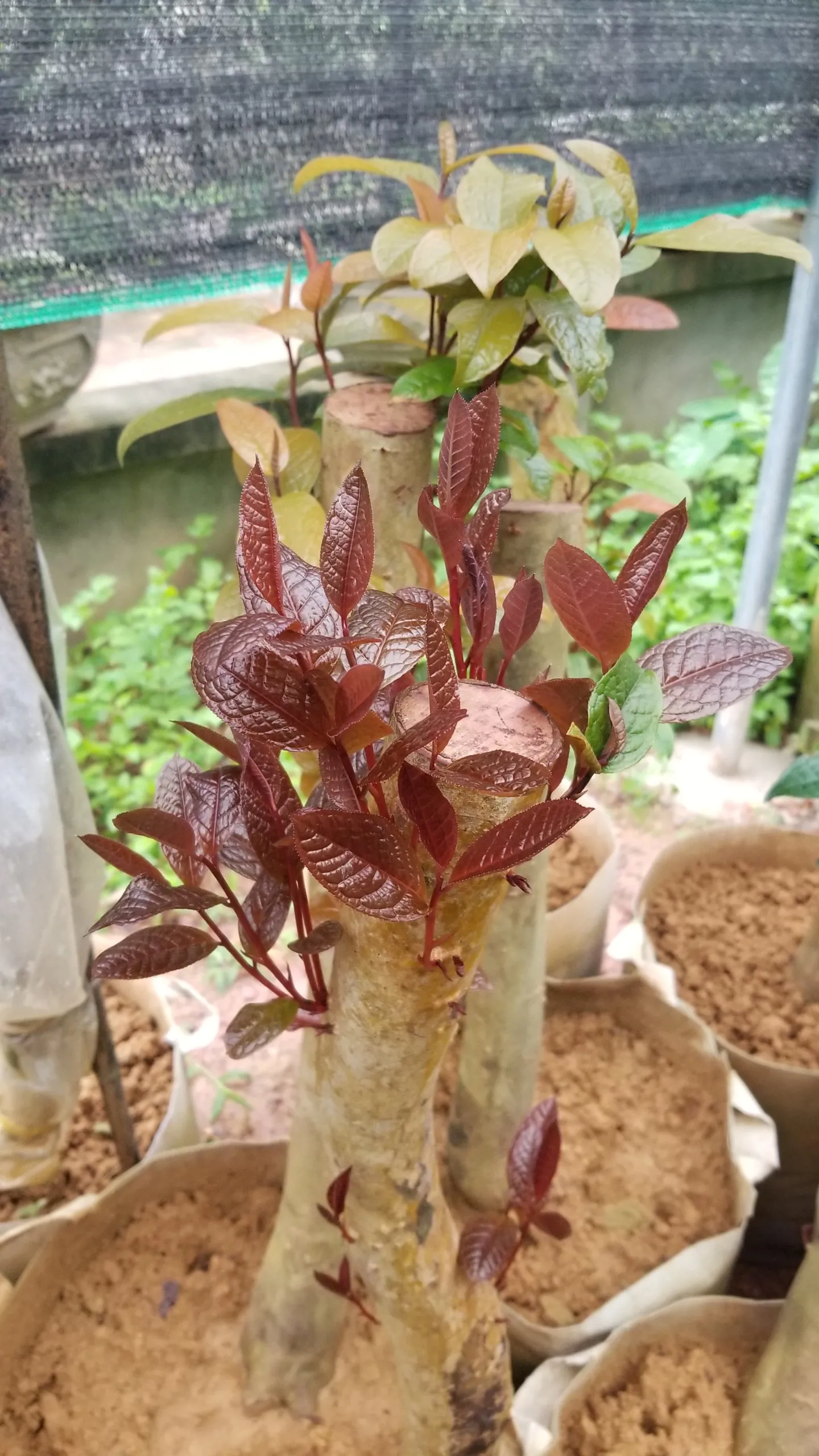 Bột sinh rễ - ROOTING POWDER (V02) sử dụng cho chè hoa vàng (KH Nguyễn Hợp - Thái Nguyên)