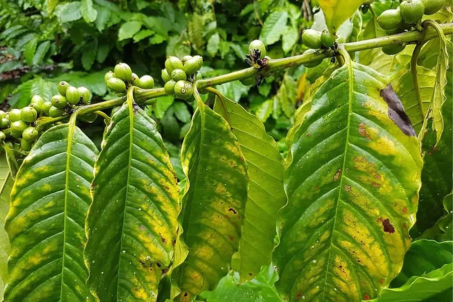Bón kali mà cây bị vàng lá