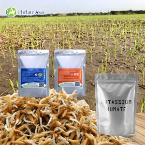 COMBO LÚA 1: Ngâm Giống, kích rễ, kích mầm, kích đẻ nhánh lúa
