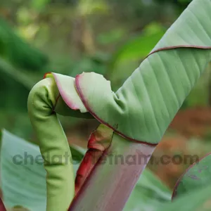 Canxi Chelate (Ca-EDTA-10) tan hoàn toàn trong nước