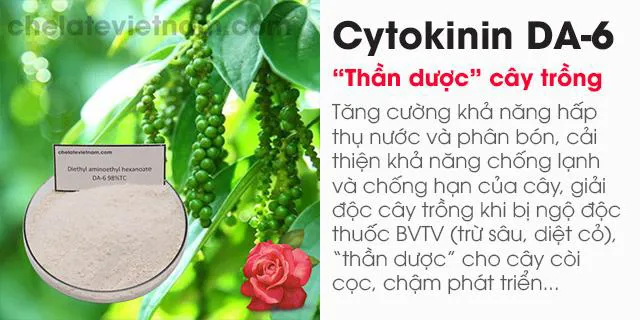Bán Cytokinin DA-6 98% (Tăng cường sức khỏe cây trồng)