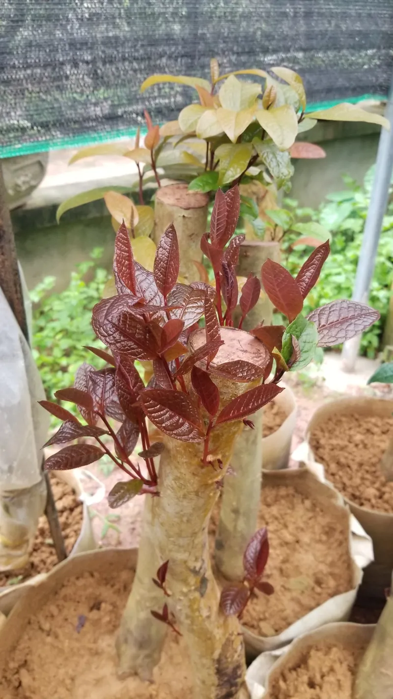 Bột sinh rễ - ROOTING POWDER (V02) sử dụng cho chè hoa vàng (KH Nguyễn Hợp - Thái Nguyên)