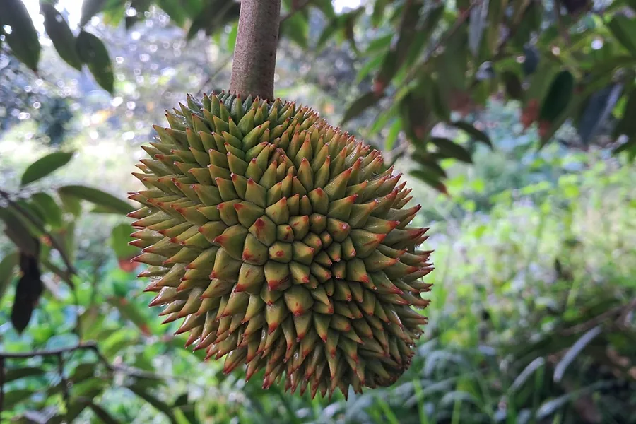 Do gai sau rieng
