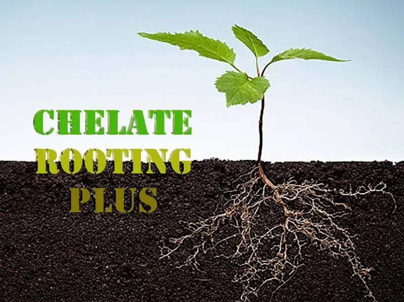 CHELATE ROOTING PLUS hàng Việt chất lượng Châu Âu