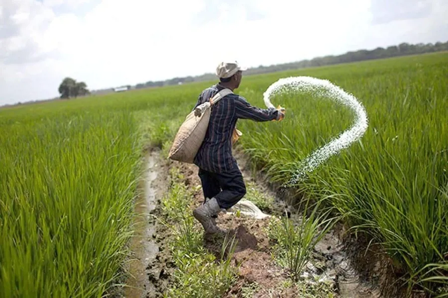 Bón phân nên rải hay pha nước tưới