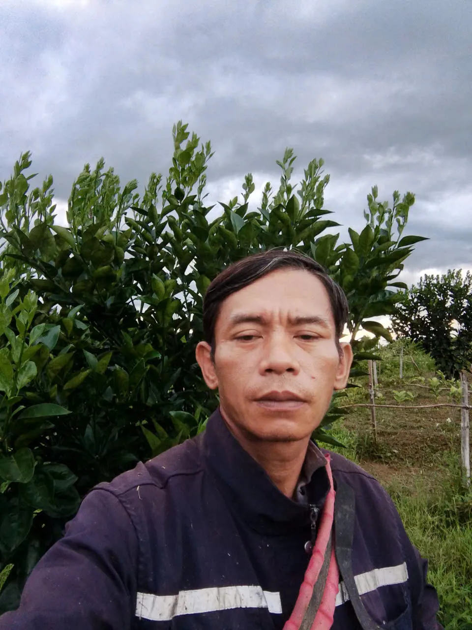 Hình ảnh vườn cam sử dụng sản phẩm Chelate Asia của anh Lê Minh Lâm