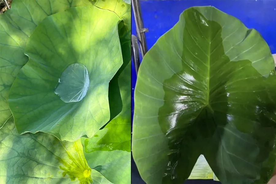 chất HĐBM và Loang trải