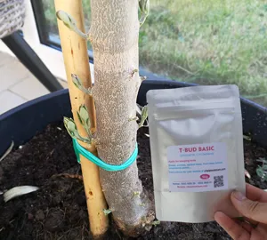 T-BUD BASIC cytokinin synthetic (Hóa chất cơ bản kích chồi cây)