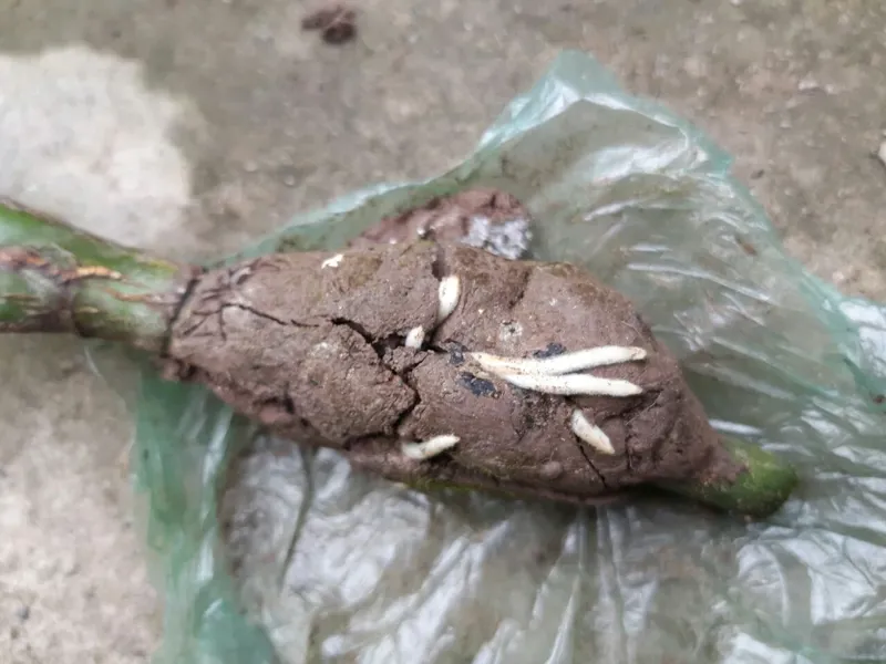 Hoa hồng chiết cành bằng T-ROOT (KH Vũ Hồng Nhung - Phú Xuyên, Hà Nội)